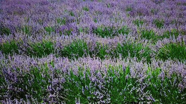 Aerial Drone Slow Motion View Of Lavender Flowers Field