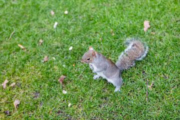 Squirrel standing on hind legs on a green patch of grass
