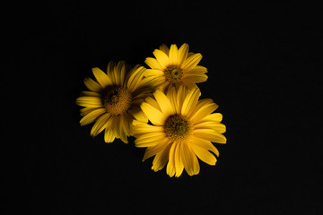 Trzy żółte kwiaty na czarnym tle. - obrazy, fototapety, plakaty