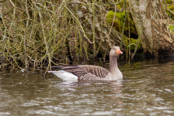 Goose swimming in small lake with shoreline in background