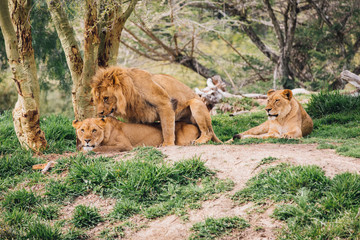 Lion