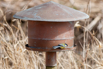 Blue tit feeding at makeshift feeding table