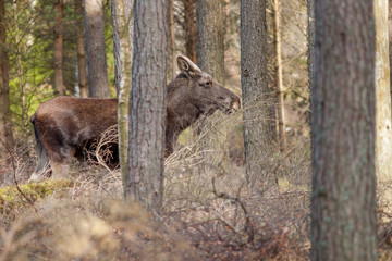 A family of elks foraging in woodlands