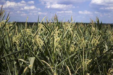 Flowering corn in the field, the background - trees, fields of wheat and sunflowers