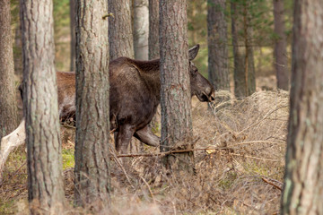 A family of elks foraging in woodlands