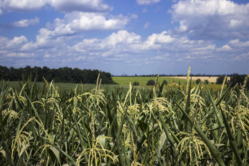 Flowering corn in the field, the background - trees, fields of wheat and sunflowers © lyudmilka_n