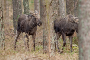 A family of elks foraging in woodlands