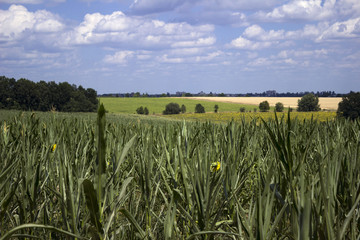 Flowering corn in the field, the background - trees, fields of wheat and sunflowers © lyudmilka_n