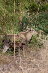 A family of elks foraging in woodlands