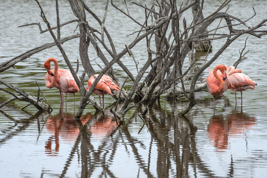 Fototapeta Flamingos have arrived to the island of Isabella, Galapagos Archipelago, Ecuador