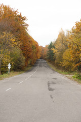 Autumn forest road