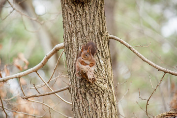 Squirrel perching on a branch of a pine tree