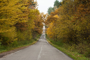 Obraz premium Autumn forest road