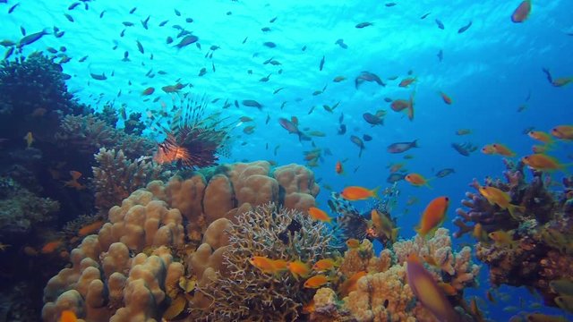 Underwater Colorful Scenery. Picture of colorful fishes scalefin anthias, lionfish and colorful corals in the tropical reef of the Red Sea, Dahab, Egypt.