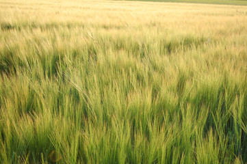 Yellow and green grain ready for harvest growing in a farm field