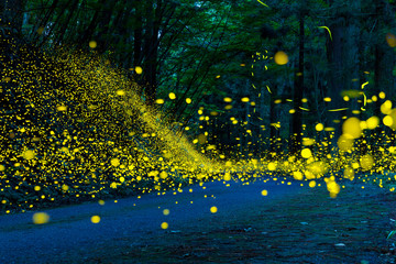 Many fireflies flying in the forest.(It's like a light falls)