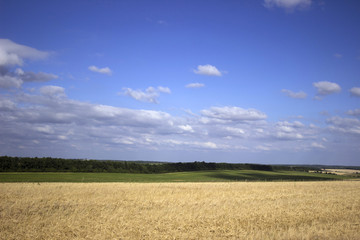 Obraz premium Ears of ripe wheat in a field, preparing for harvest, on the background of sky with clouds. Yellow and green field with lots of trees
