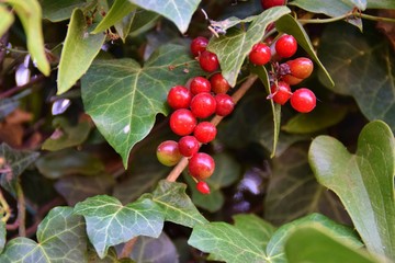 grappoli con frutti rossi di smilax tra foglie di edera