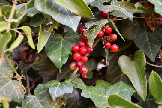 grappoli con frutti rossi di smilax tra foglie di edera