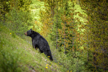 Fototapeta premium Black Bear in forests of Banff and Jasper National Park, Canada