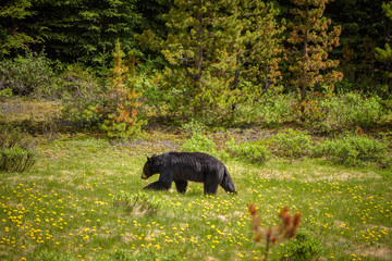 Naklejka premium Black Bear in forests of Banff and Jasper National Park, Canada