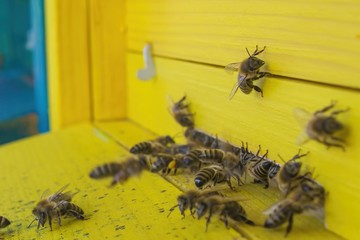 Bees Working