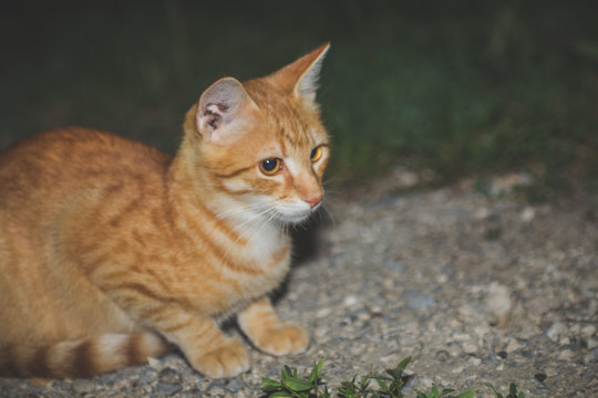 Adolescent Cat