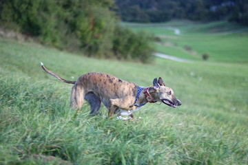 Whippet In The Moment