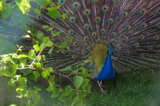 The Magnificent Peacock
