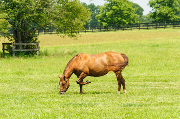 Thoroughbred grazing in the grass