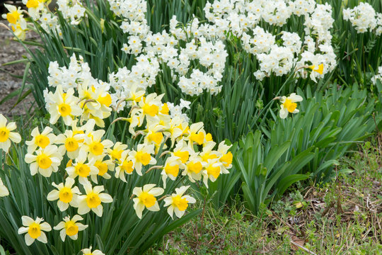 Narcissus(Daffodil)