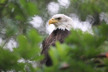 Aigle