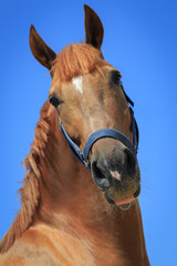 Portrait of the chestnut horse on the blue sky background
