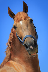 Fototapeta premium Portrait of the chestnut horse on the blue sky background