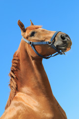 Portrait of the beautiful chestnut colour horse on the blue sky background