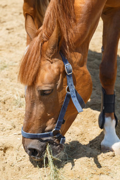 Purebred chestnut horse eats hay closeup on hot day