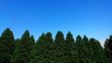 杉と空