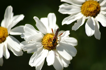 Obraz premium Bockkäfer auf Gänseblümchen / Die makro Nahaufnahme eines Bockkäfers, Braunrötlicher Spitzdeckenbock, auf einem weißen Gänseblümchen.