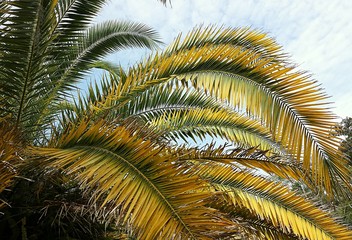 Beautiful yellow palm tree branches on blue sky background in Florida nature 