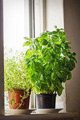 Basil and thyme herbs in pots on the window 