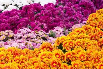 Cercles muraux Marguerites chrysanthemums daisy flower fields blooming in the garden