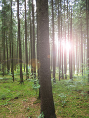 Obraz premium Lichtblick im Wald