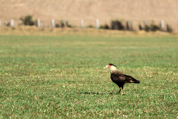 Bird carcará on the grass Brazil
