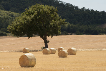 balle di fieno