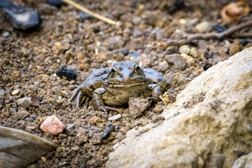 Frog