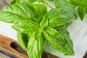 Fresh cut basil.