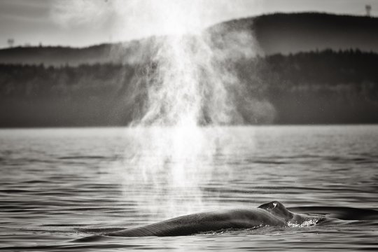 A whale near Tadoussac, Canada © bgspix