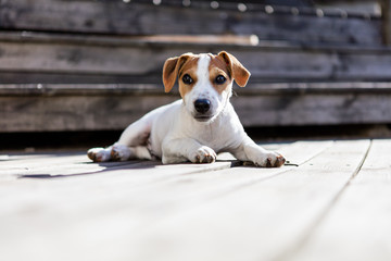 Playful puppy laying on wooden decking in the sun