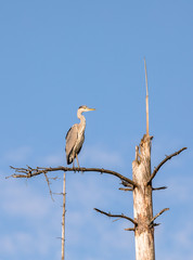 A grey Heron, Ardea cinerea, sitting on a dead tree in Birkenes, Norway, vertical, portrait format