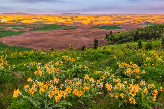Sunset and wildflowers on southeast Washington's Kamiak Butte